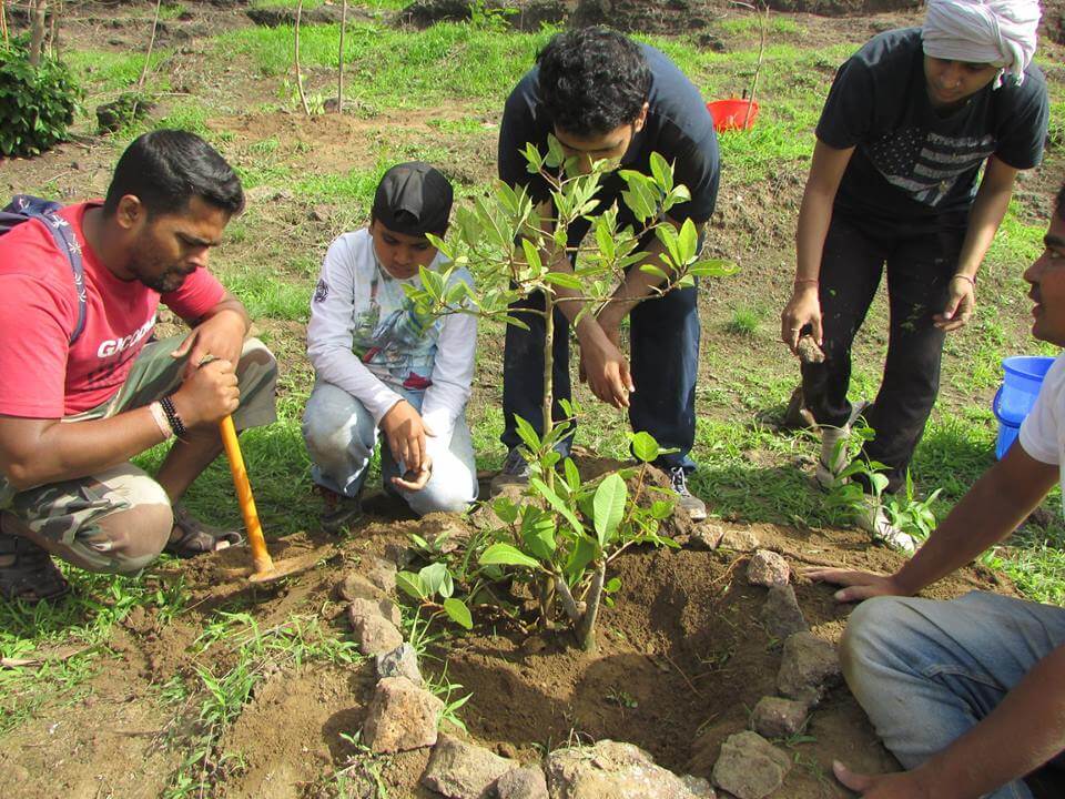 Tree Plantation